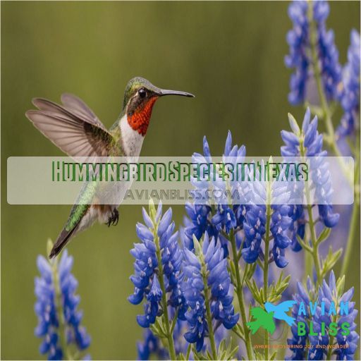 Hummingbird Species in Texas