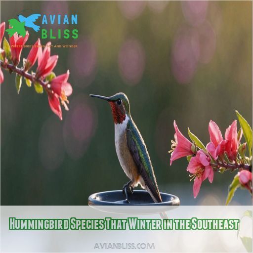 Hummingbird Species That Winter in the Southeast