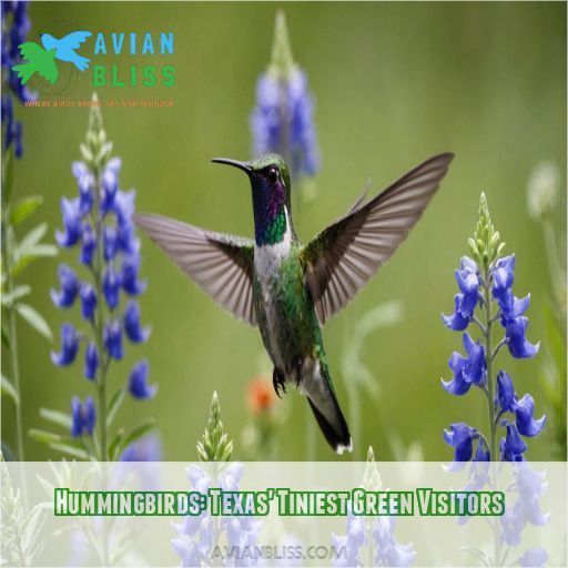 Hummingbirds: Texas