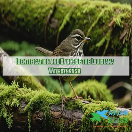 Identification and Range of the Louisiana Waterthrush