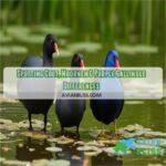 identification of coot moorhen and purple gallinule