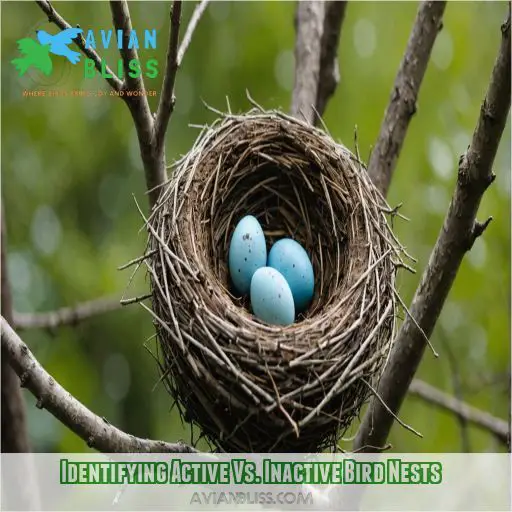 Identifying Active Vs. Inactive Bird Nests