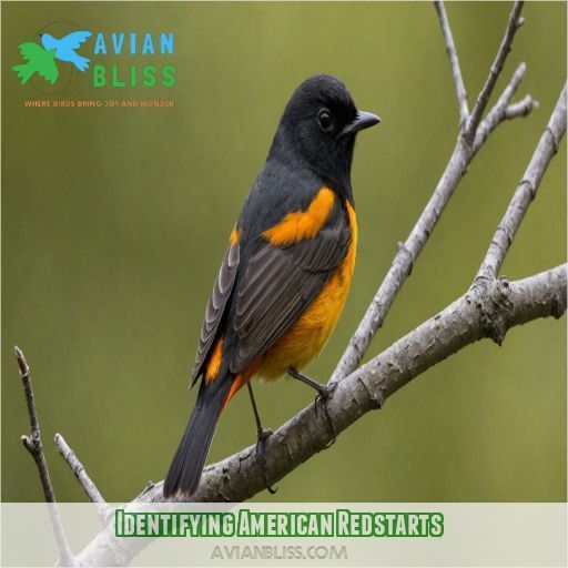 Identifying American Redstarts