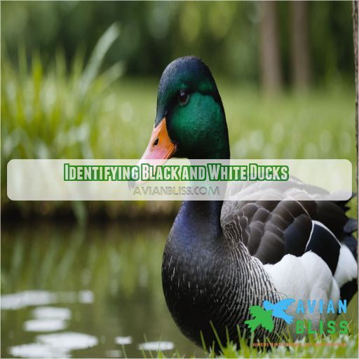 Identifying Black and White Ducks