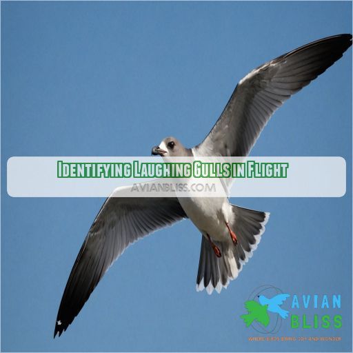 Identifying Laughing Gulls in Flight