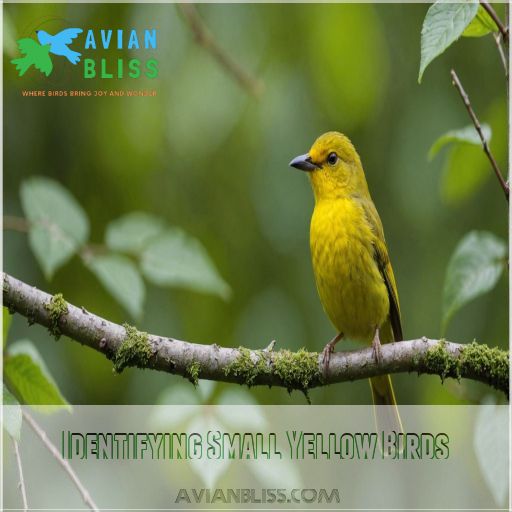 Identifying Small Yellow Birds