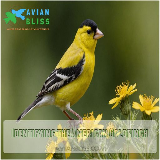 Identifying the American Goldfinch