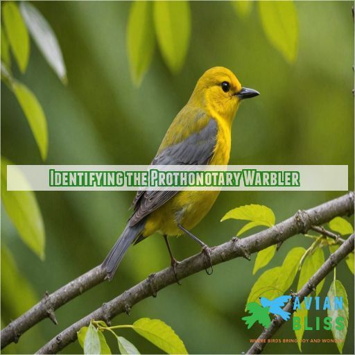 Identifying the Prothonotary Warbler