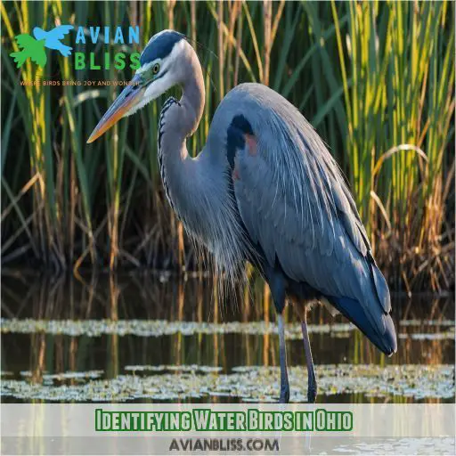 Identifying Water Birds in Ohio