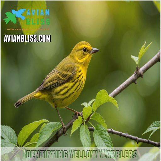 Identifying Yellow Warblers