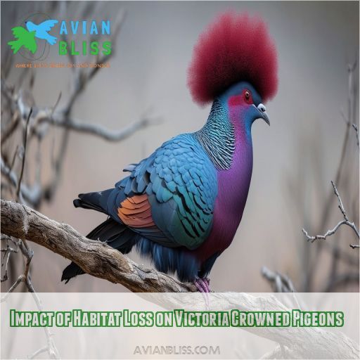 Impact of Habitat Loss on Victoria Crowned Pigeons