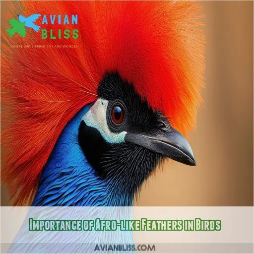 Importance of Afro-like Feathers in Birds