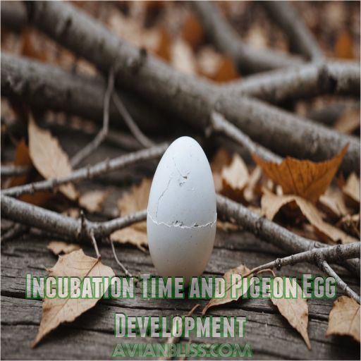 Incubation Time and Pigeon Egg Development