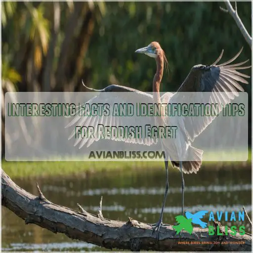 Interesting Facts and Identification Tips for Reddish Egret