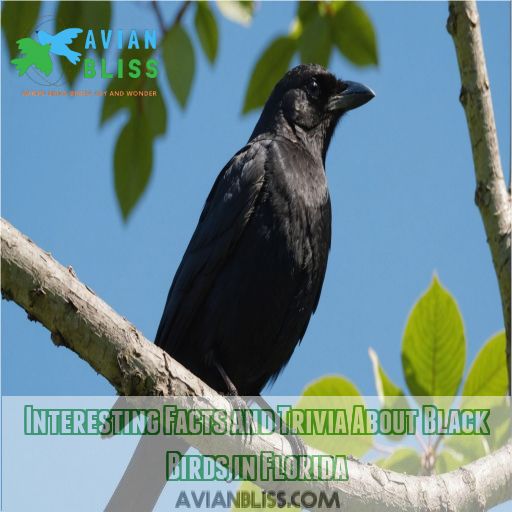 Interesting Facts and Trivia About Black Birds in Florida