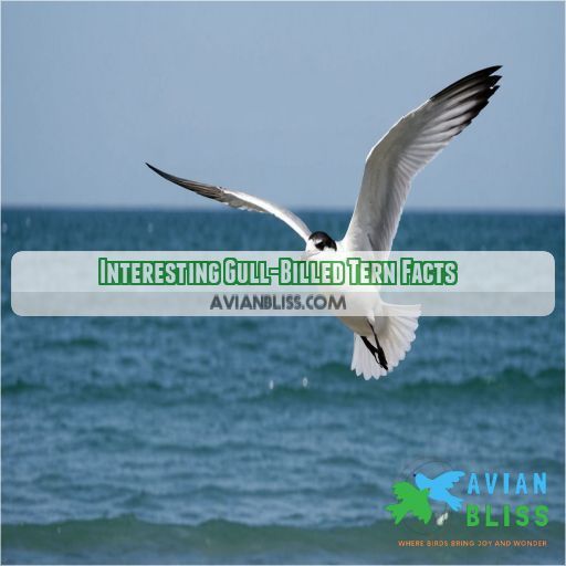 Interesting Gull-Billed Tern Facts