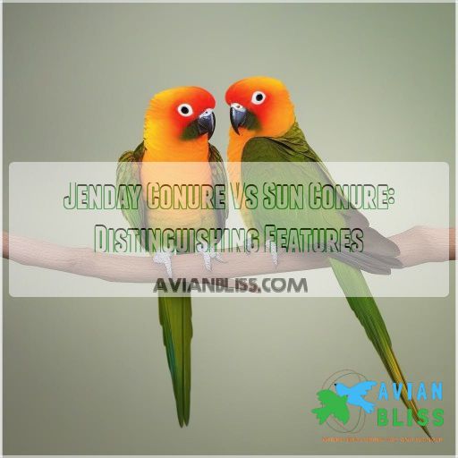 Jenday Conure Vs Sun Conure: Distinguishing Features