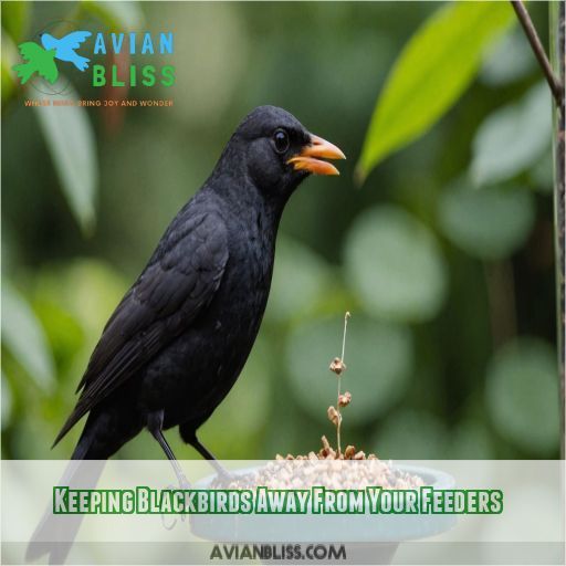 Keeping Blackbirds Away From Your Feeders