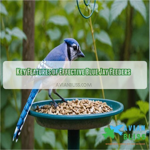 Key Features of Effective Blue Jay Feeders