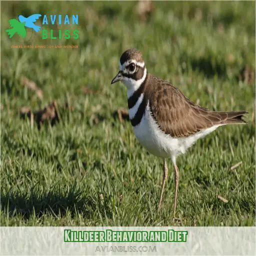 Killdeer Behavior and Diet