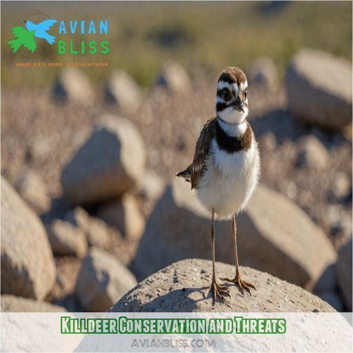 Killdeer Conservation and Threats