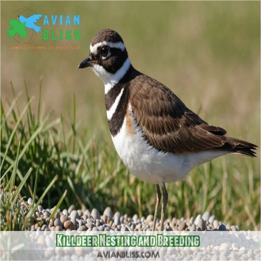 Killdeer Nesting and Breeding