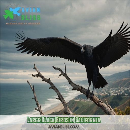 Large Black Birds in California