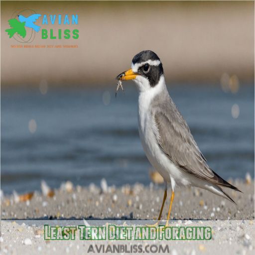 Least Tern Diet and Foraging