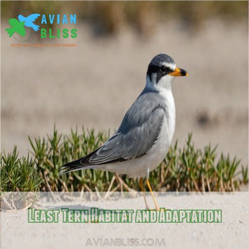 Least Tern Habitat and Adaptation