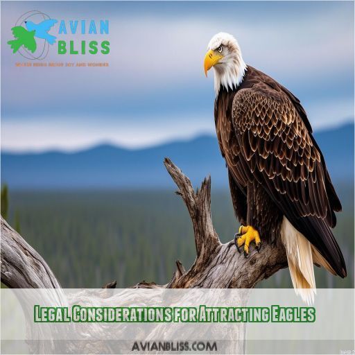 Legal Considerations for Attracting Eagles