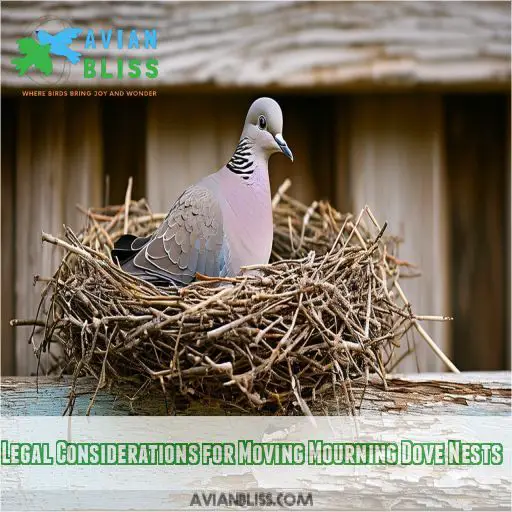 Legal Considerations for Moving Mourning Dove Nests