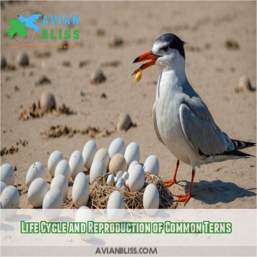 Life Cycle and Reproduction of Common Terns