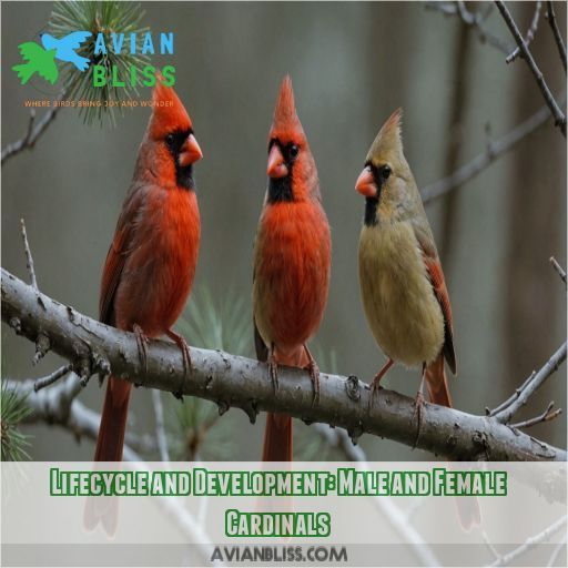 Lifecycle and Development: Male and Female Cardinals