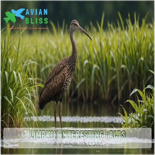 Limpkin Interesting Facts