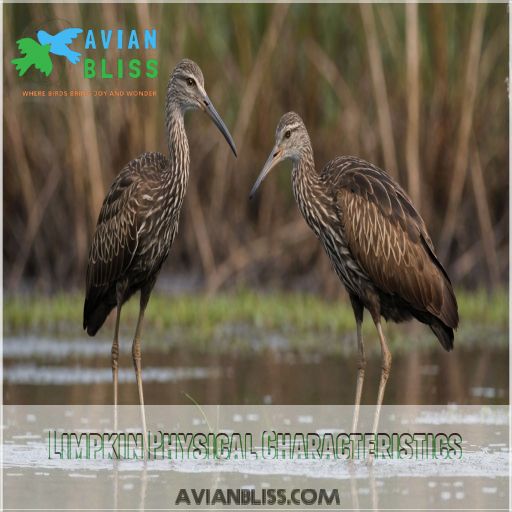 Limpkin Physical Characteristics