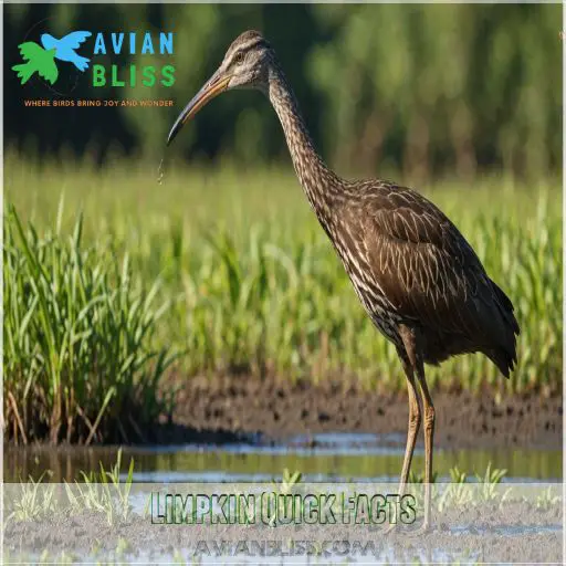 Limpkin Quick Facts