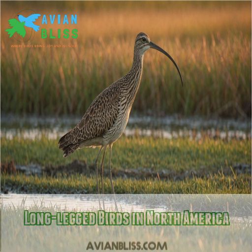 Long-legged Birds in North America