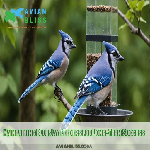 Maintaining Blue Jay Feeders for Long-Term Success