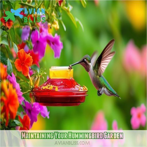 Maintaining Your Hummingbird Garden