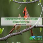 male vs female cardinals