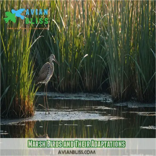 Marsh Birds and Their Adaptations