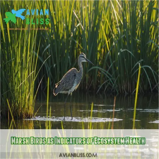 Marsh Birds as Indicators of Ecosystem Health