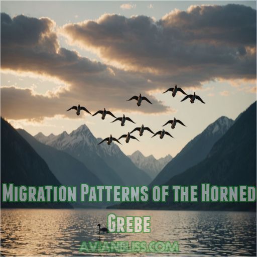 Migration Patterns of the Horned Grebe