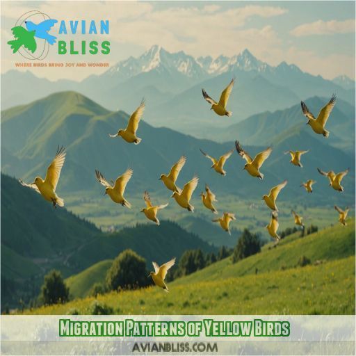 Migration Patterns of Yellow Birds