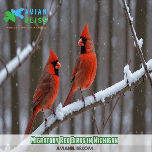 Migratory Red Birds in Michigan