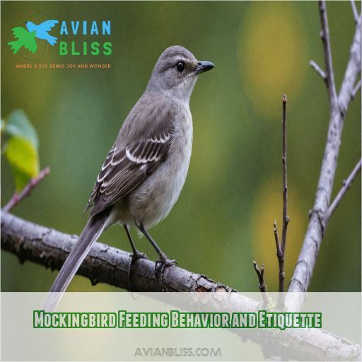 Mockingbird Feeding Behavior and Etiquette