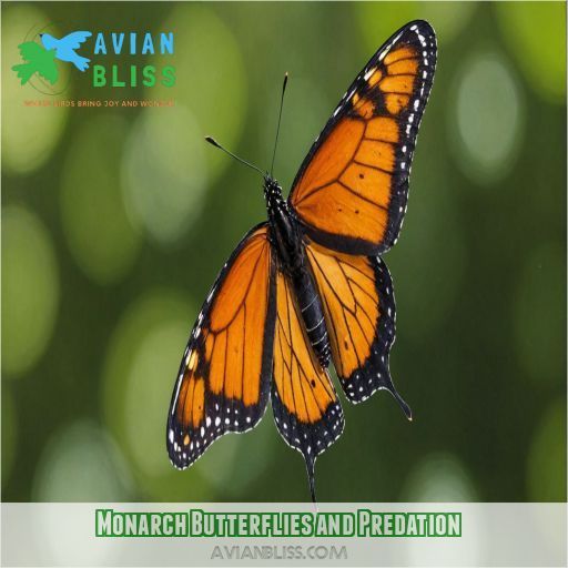 Monarch Butterflies and Predation