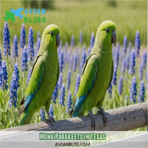 Monk Parakeets in Texas