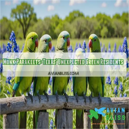 Monk Parakeets: Texas