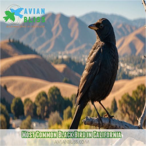 Most Common Black Bird in California